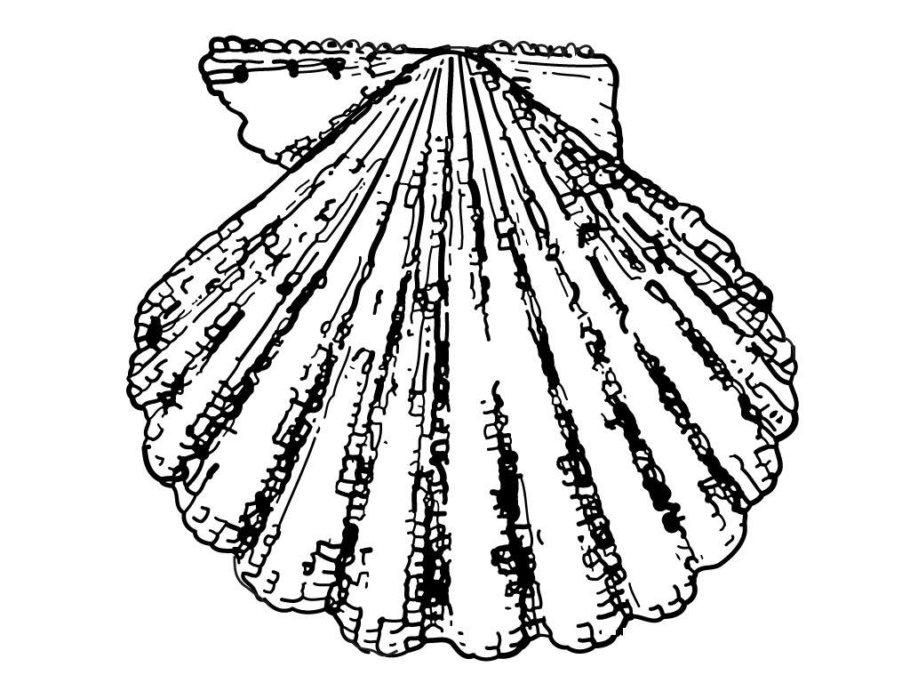 Seashell Coloring Page Pictures