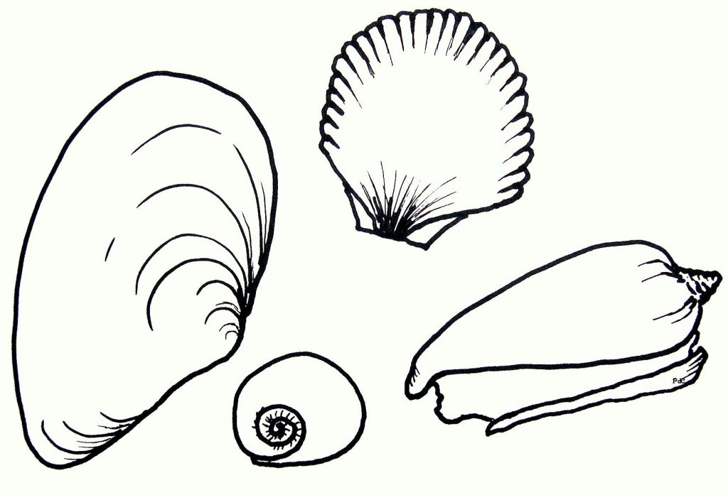 Seashell Coloring Pages Images