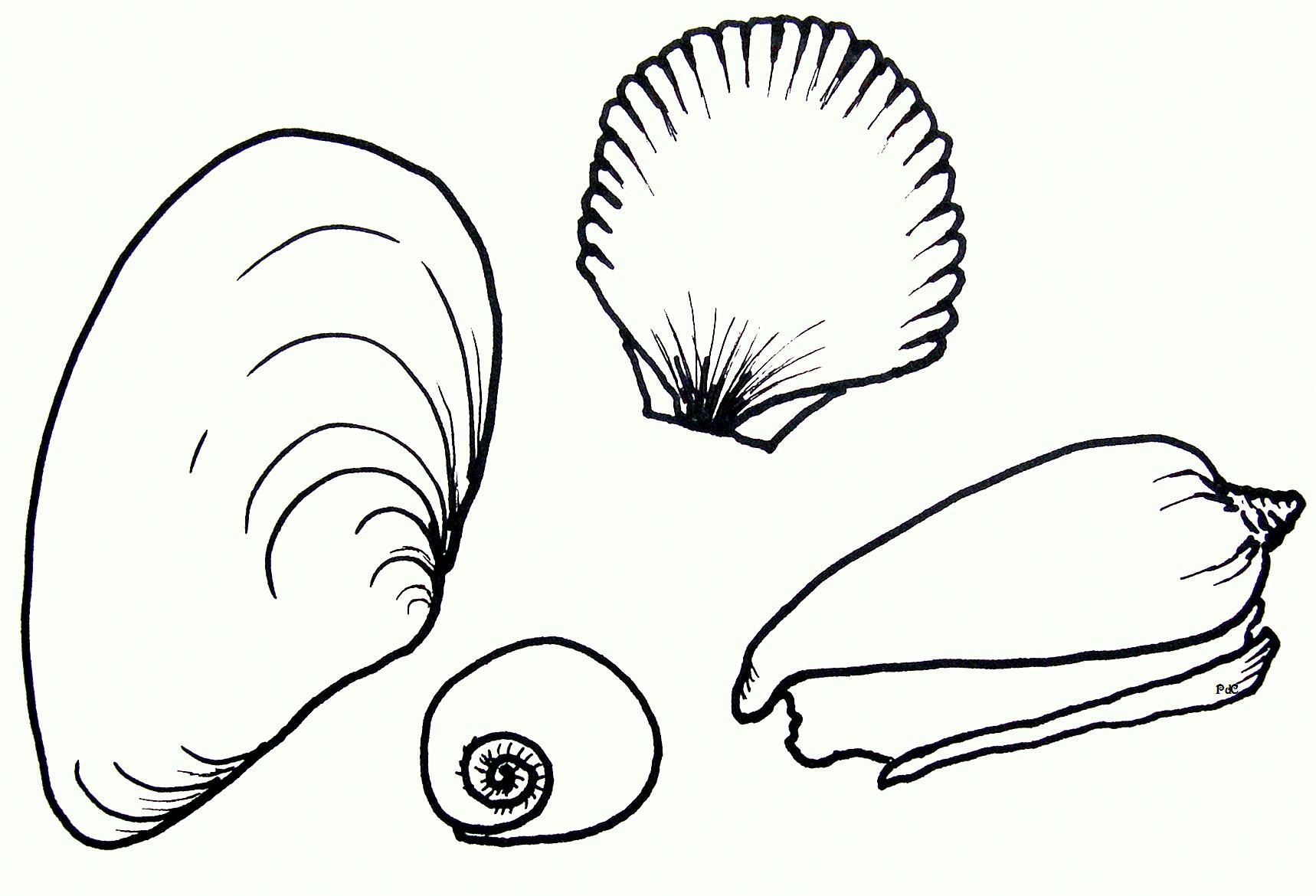 free-printable-seashell-coloring-pages-for-kids