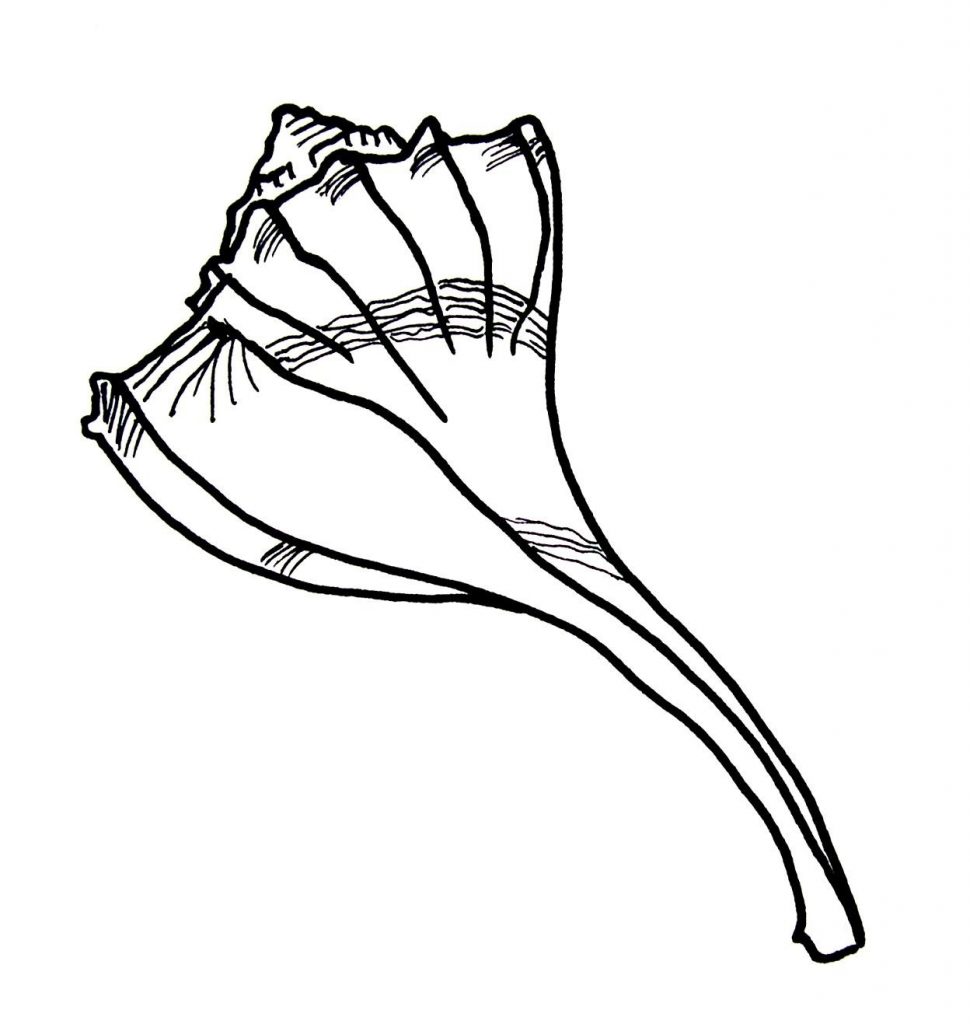 Seashell Coloring Pages Pictures
