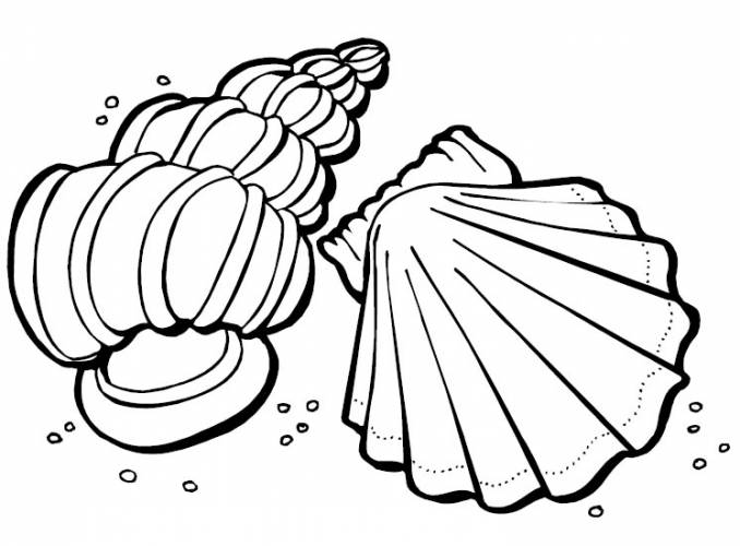 Download Free Printable Seashell Coloring Pages For Kids