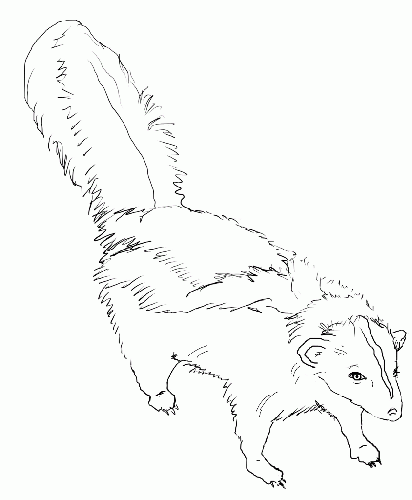 Skunk Coloring Page