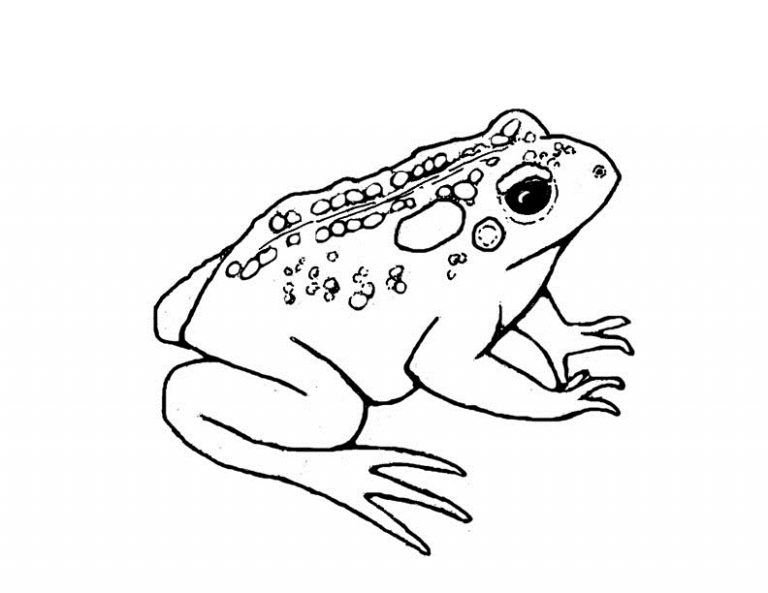 Free Printable Toad Coloring Pages For Kids