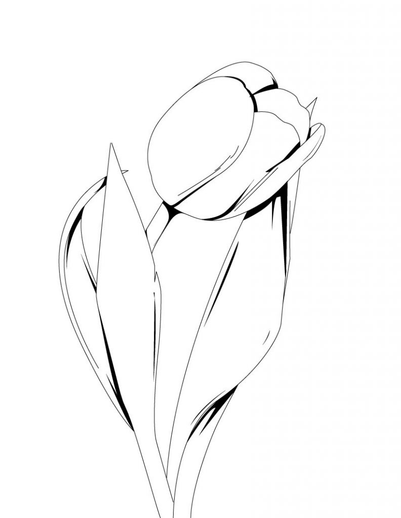 Tulip Coloring Pages For Kids