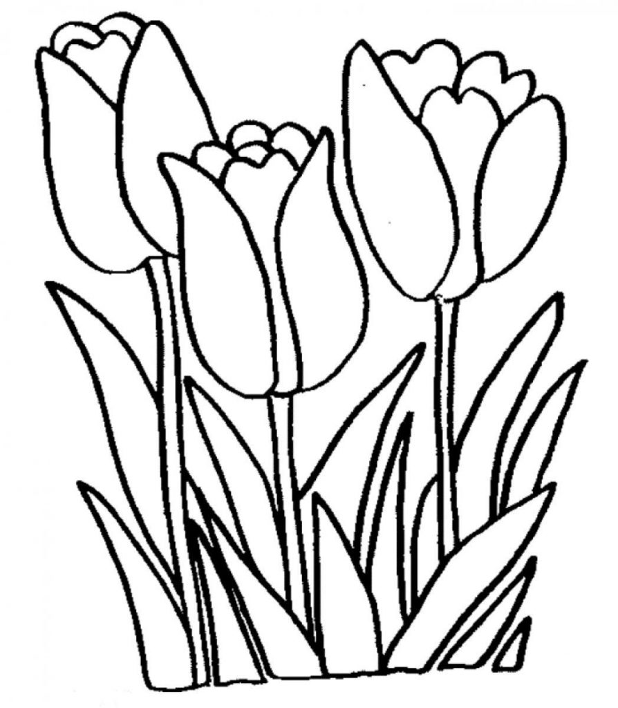 free printable tulip coloring pages for kids