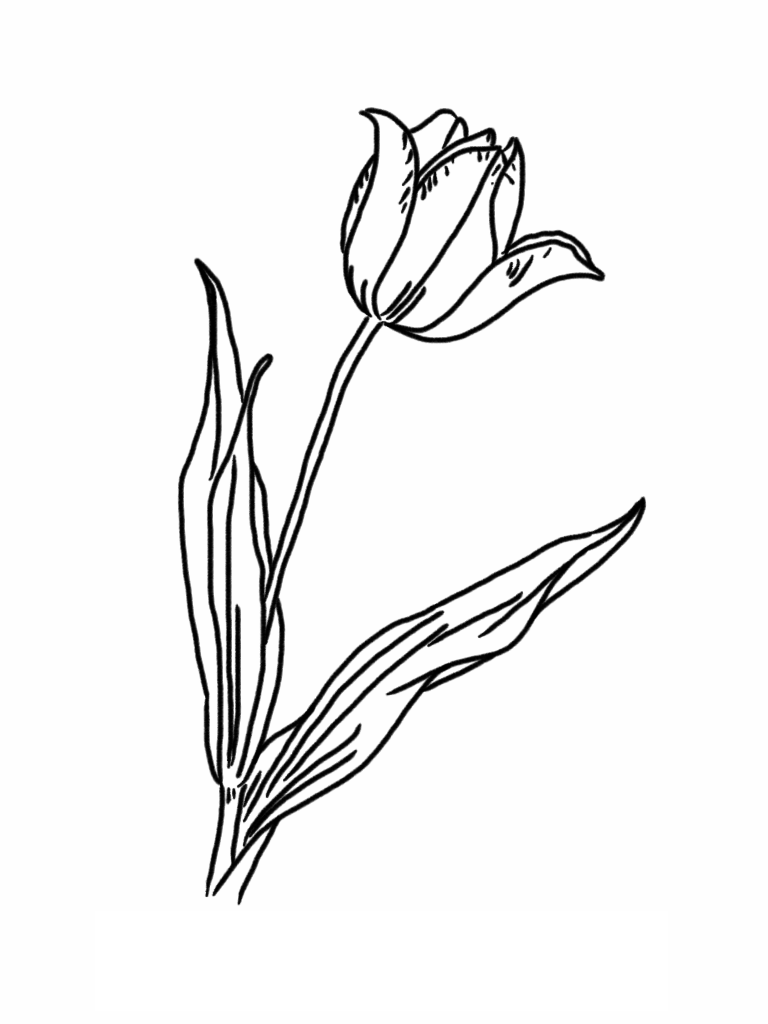 Download Free Printable Tulip Coloring Pages For Kids