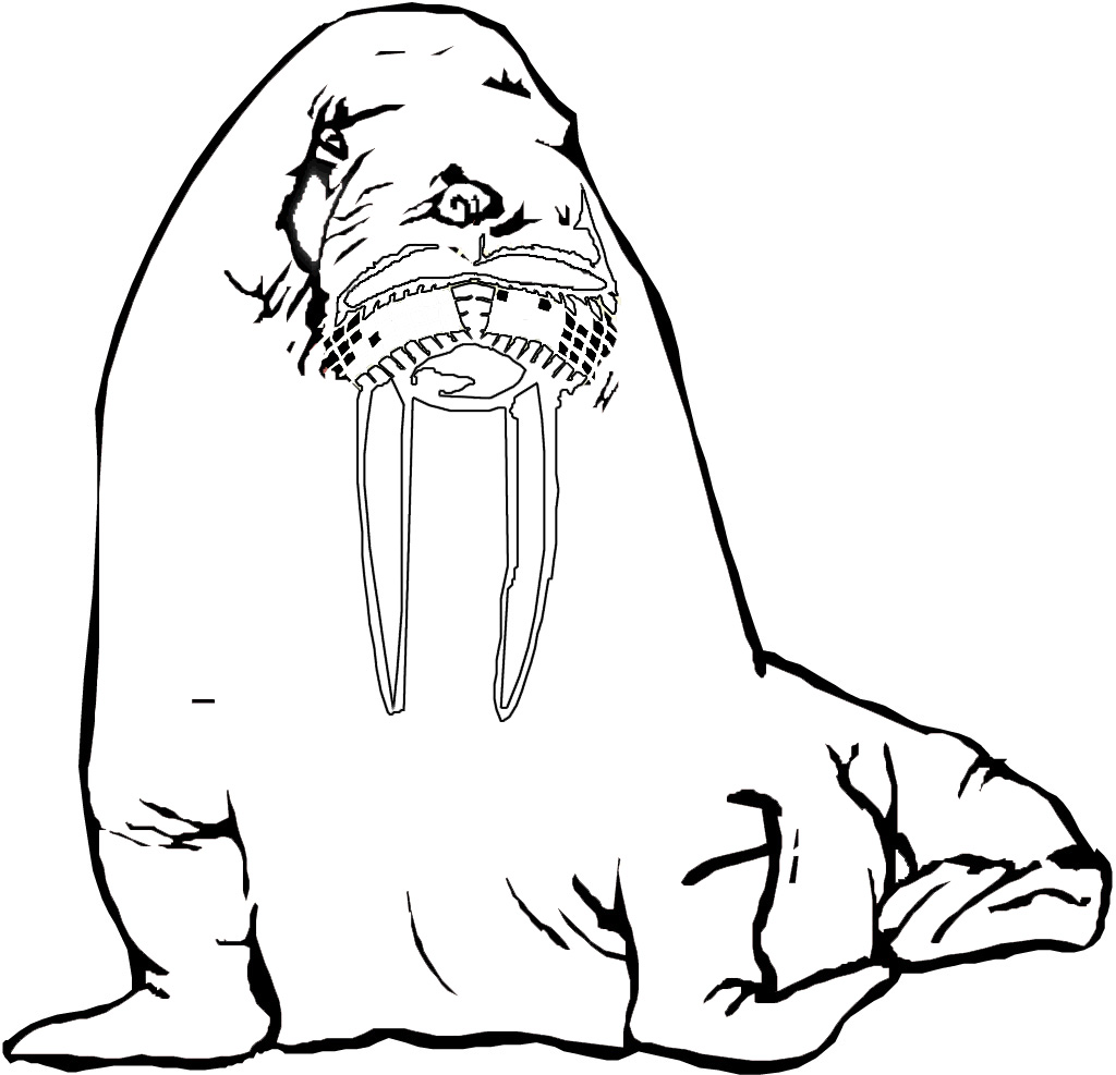 Walrus Coloring Pages For kids