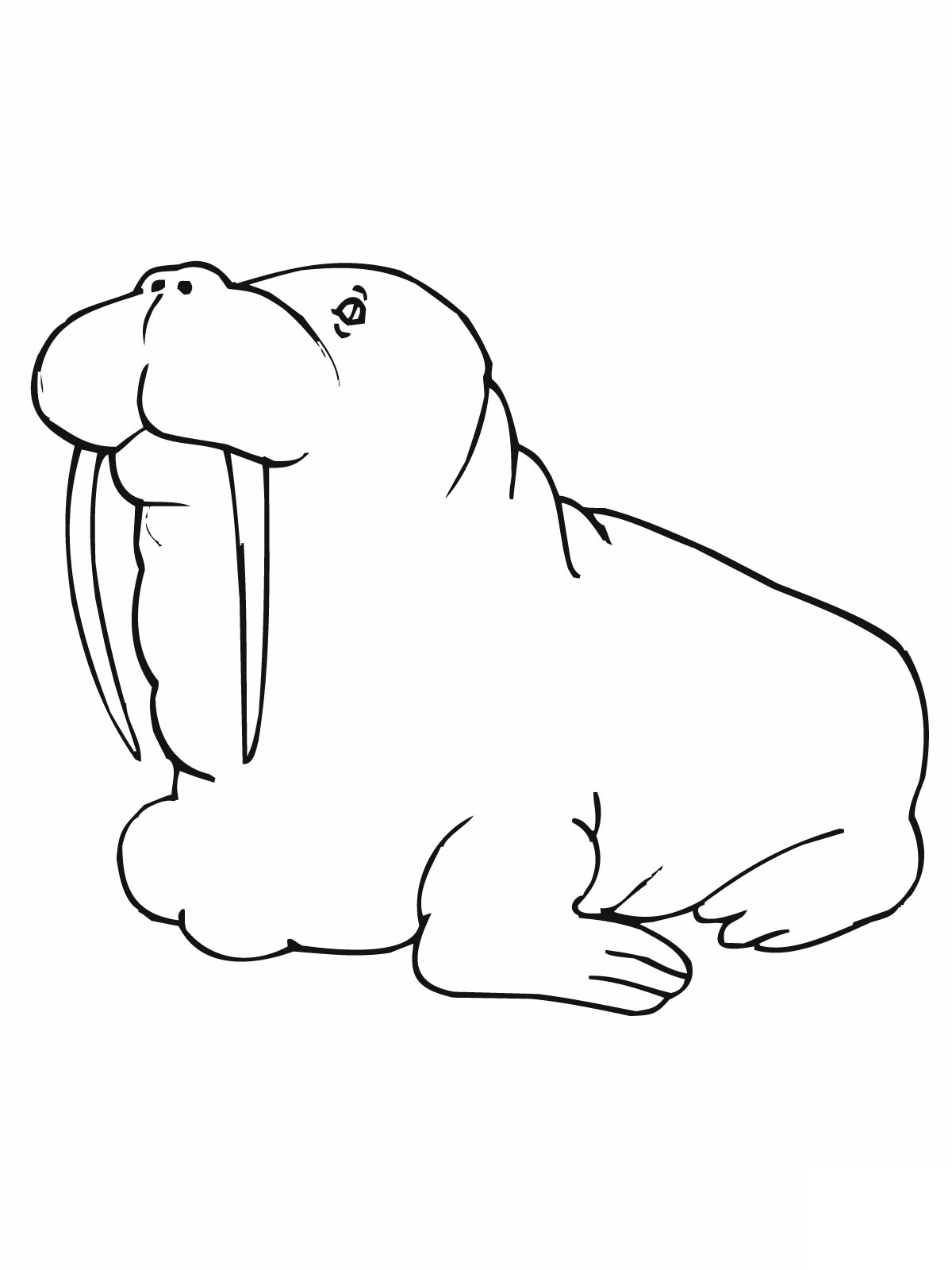 Walrus Printable Coloring Page