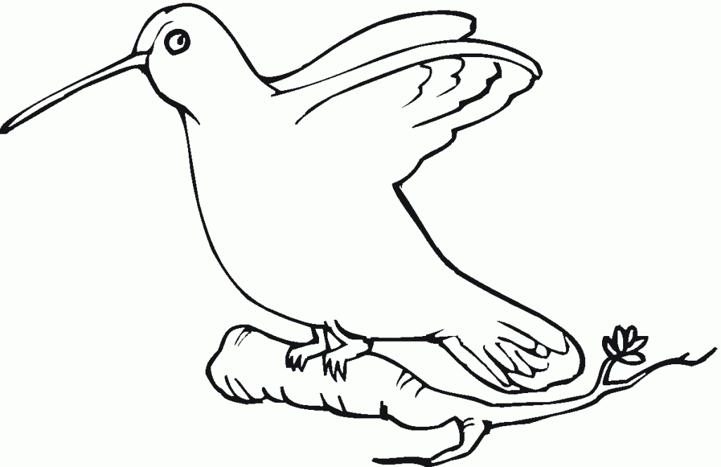 Download Free Hummingbird Coloring Pages