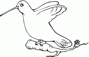 free printable hummingbird coloring pages for kids