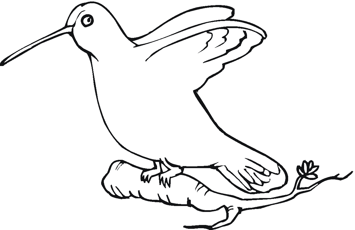 Download Free Printable Hummingbird Coloring Pages For Kids