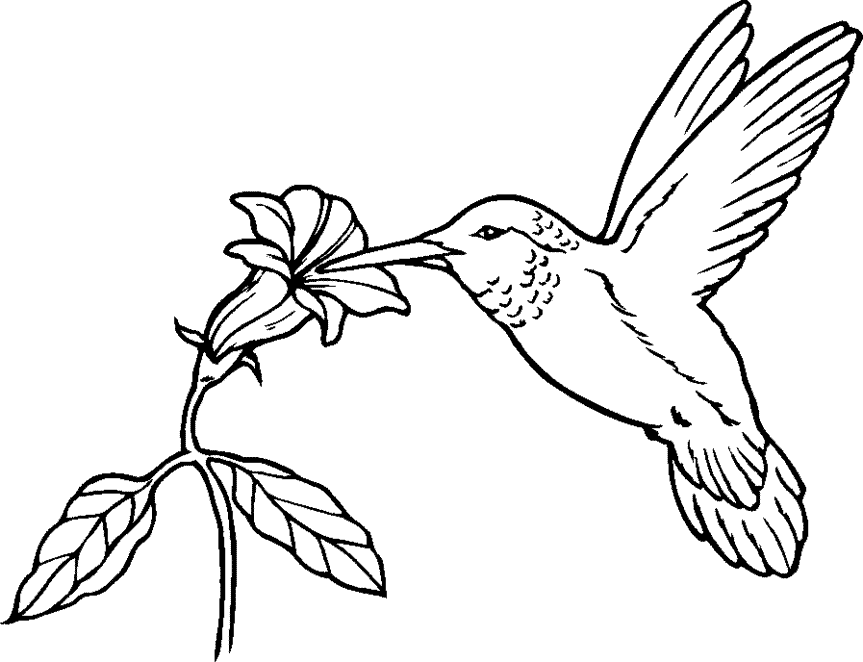 Feeding Hummingbird Coloring Page