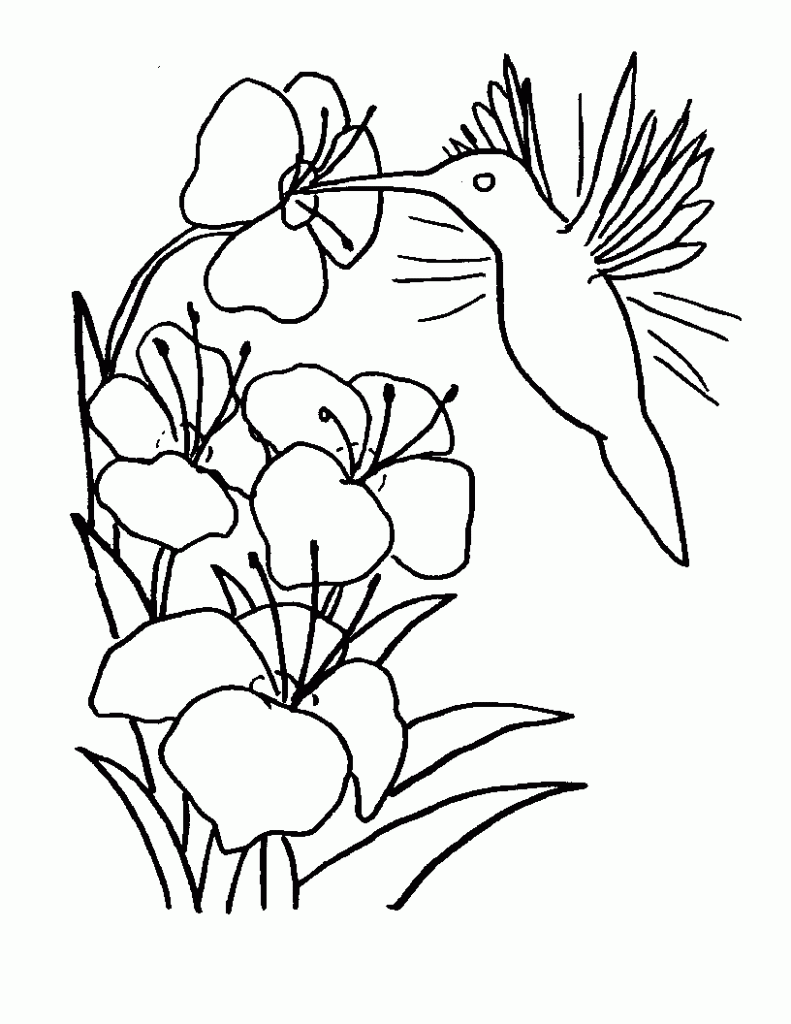 Free Hummingbird Coloring Pages