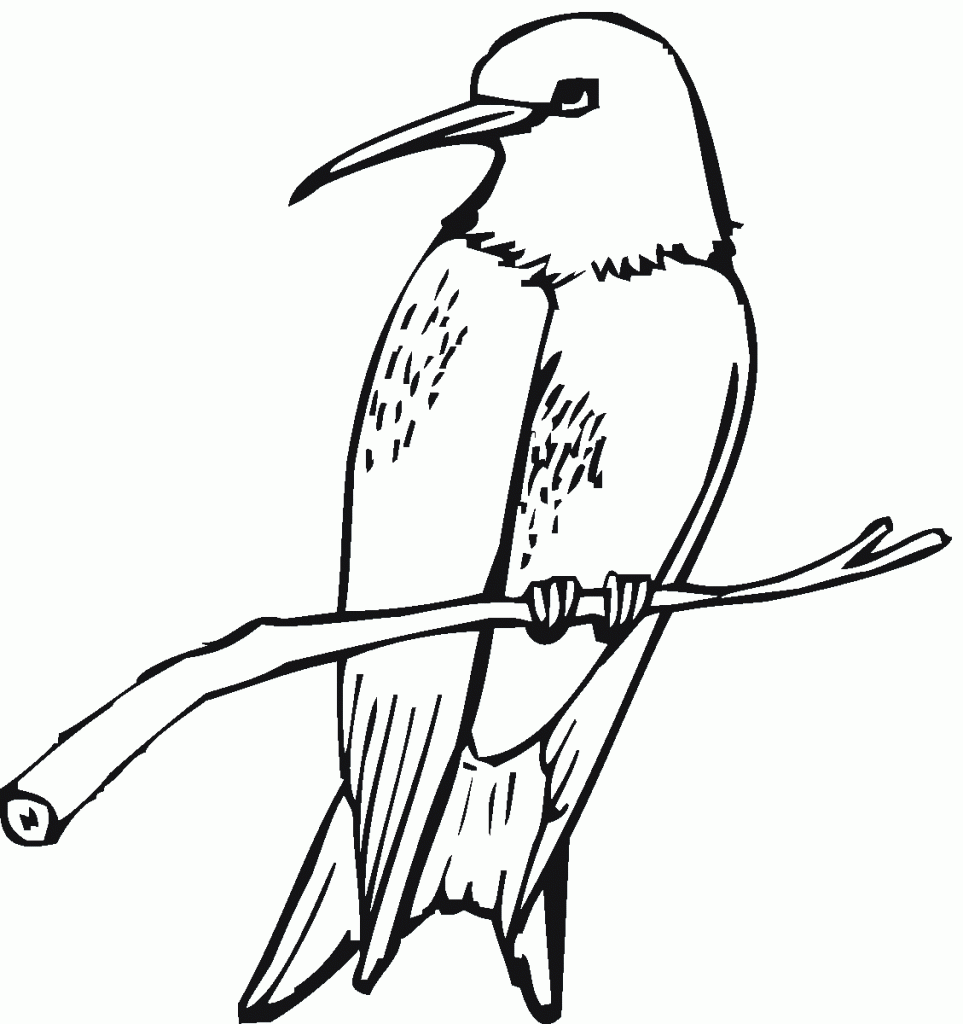 Free Printable Hummingbird Coloring Pages