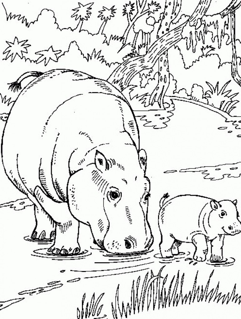 Hippo Coloring Pages Images