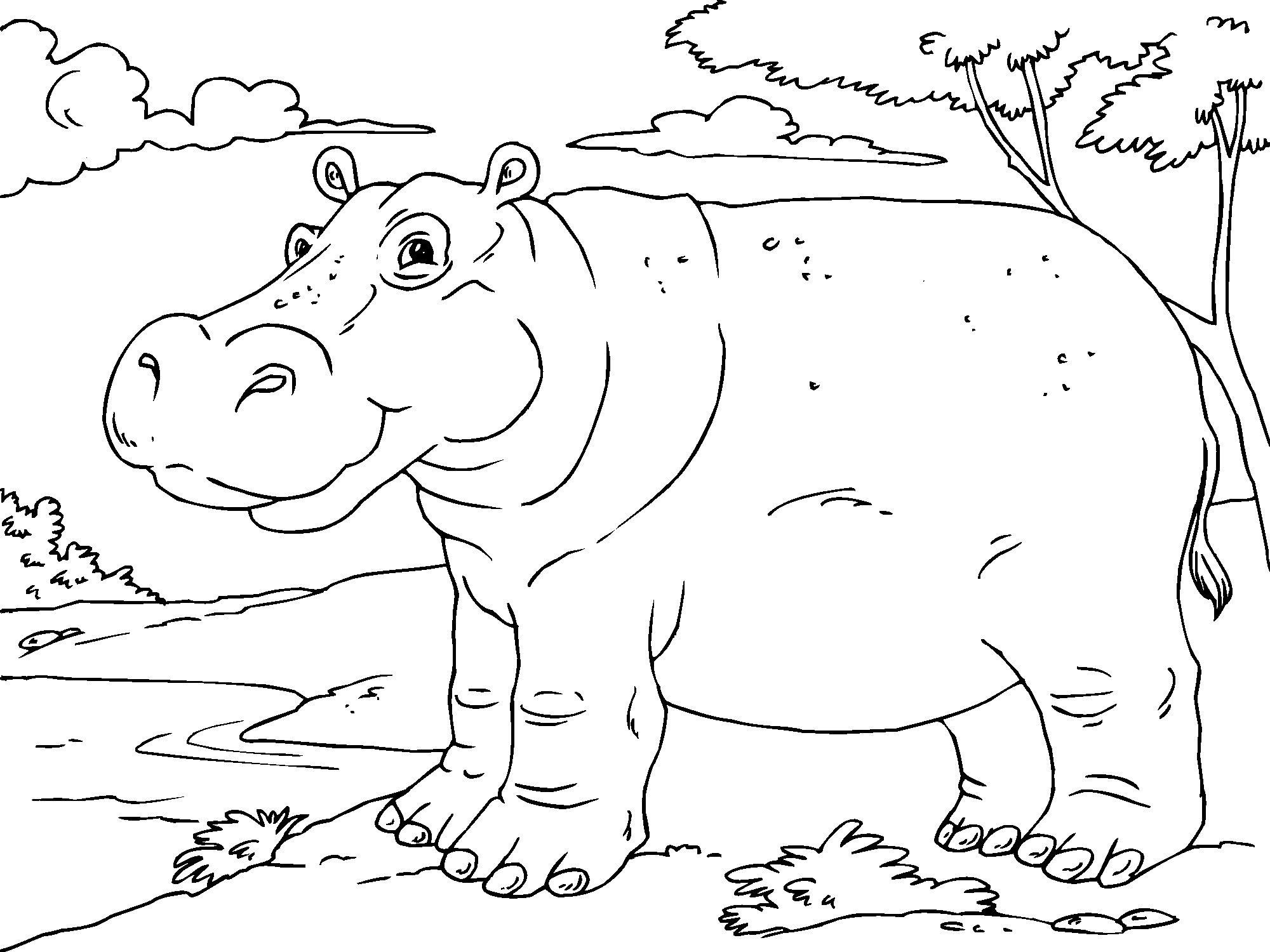 Free Printable Hippo Coloring Pages For Kids