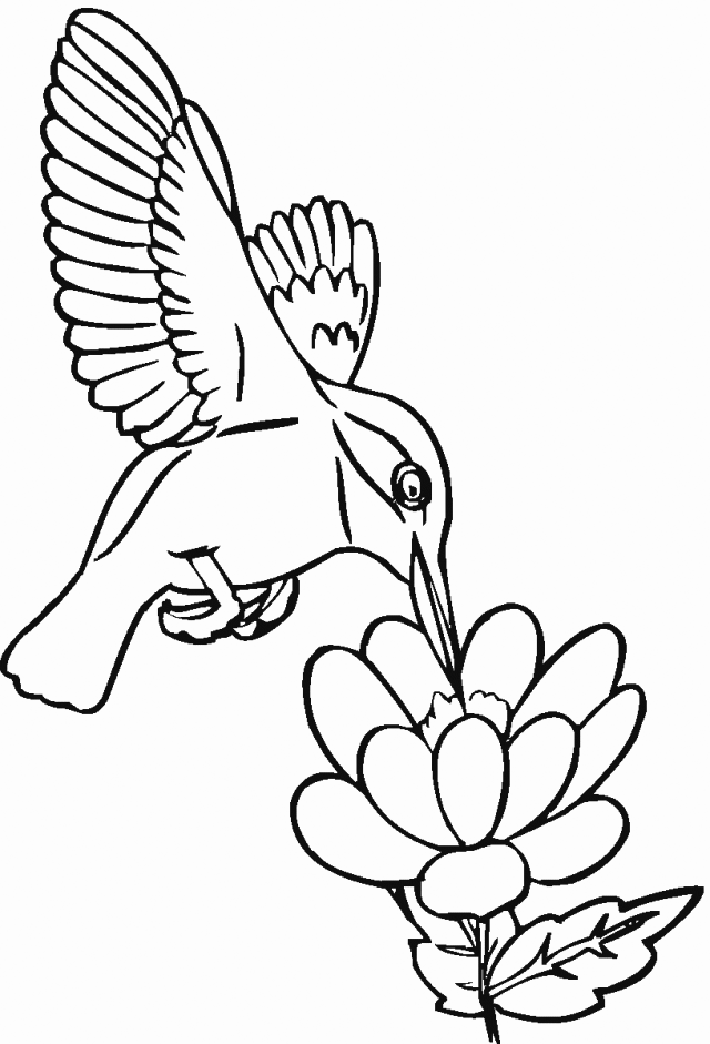 Hummingbird On Flower Coloring Page