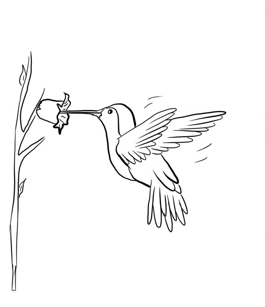 Hummingbird Coloring Page