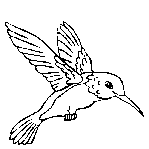 Hummingbird Coloring Page