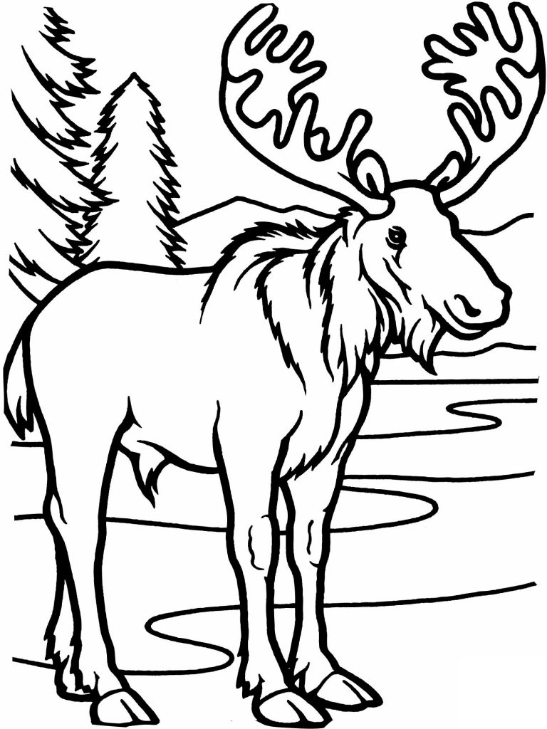 coloring moose printable