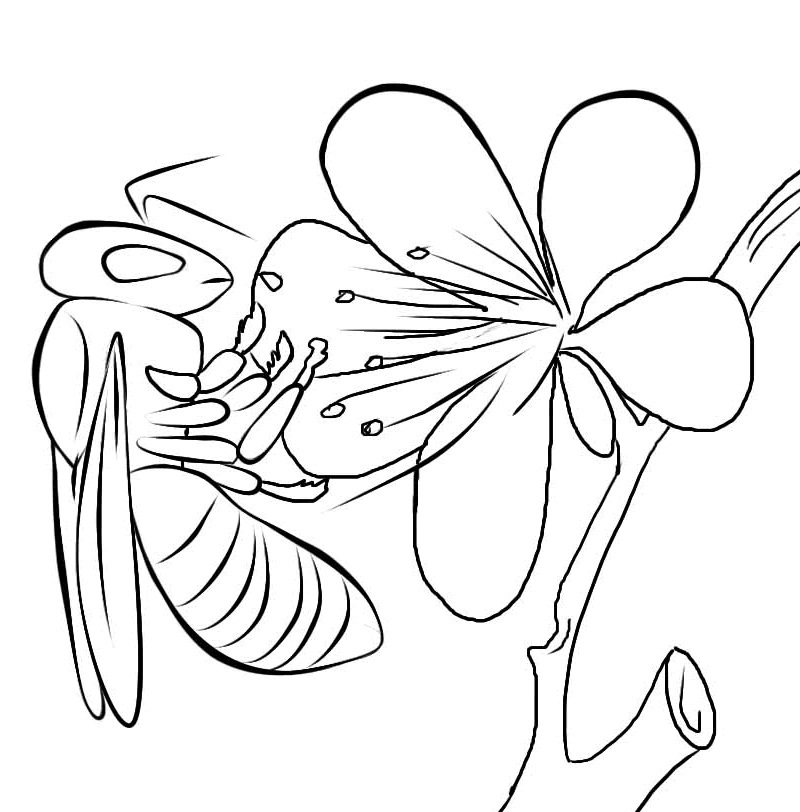 Download Free Printable Bee Coloring Pages For Kids