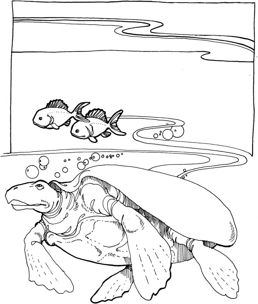 Coloring Pages of Sea Turtles