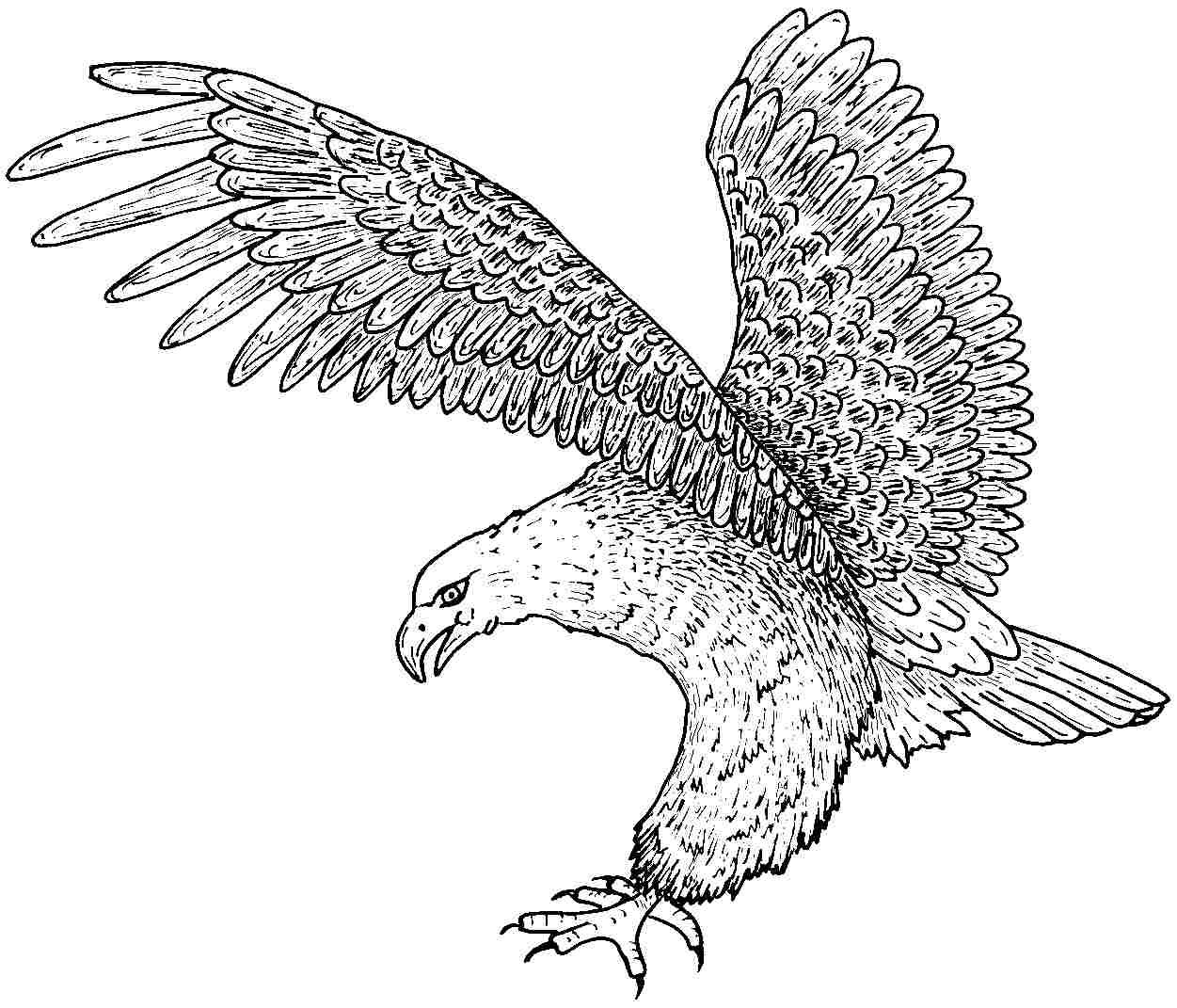 Free Printable Eagle Coloring Pages For Kids Free Printable Eagle Coloring Pages For Kids