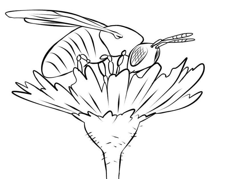 Free Bee Coloring Pages