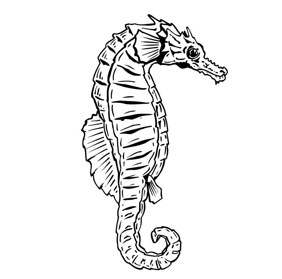 cute-seahorse-coloring-pages-it-consists-of-simple-and-intricate-illustrations-of-beautiful