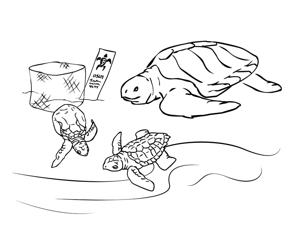 Printable Sea Turtle Coloring Pages