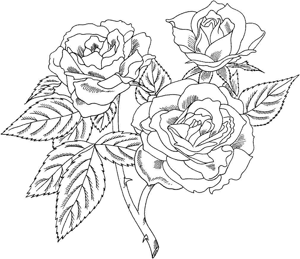 Free Printable Roses Coloring Pages For Kids