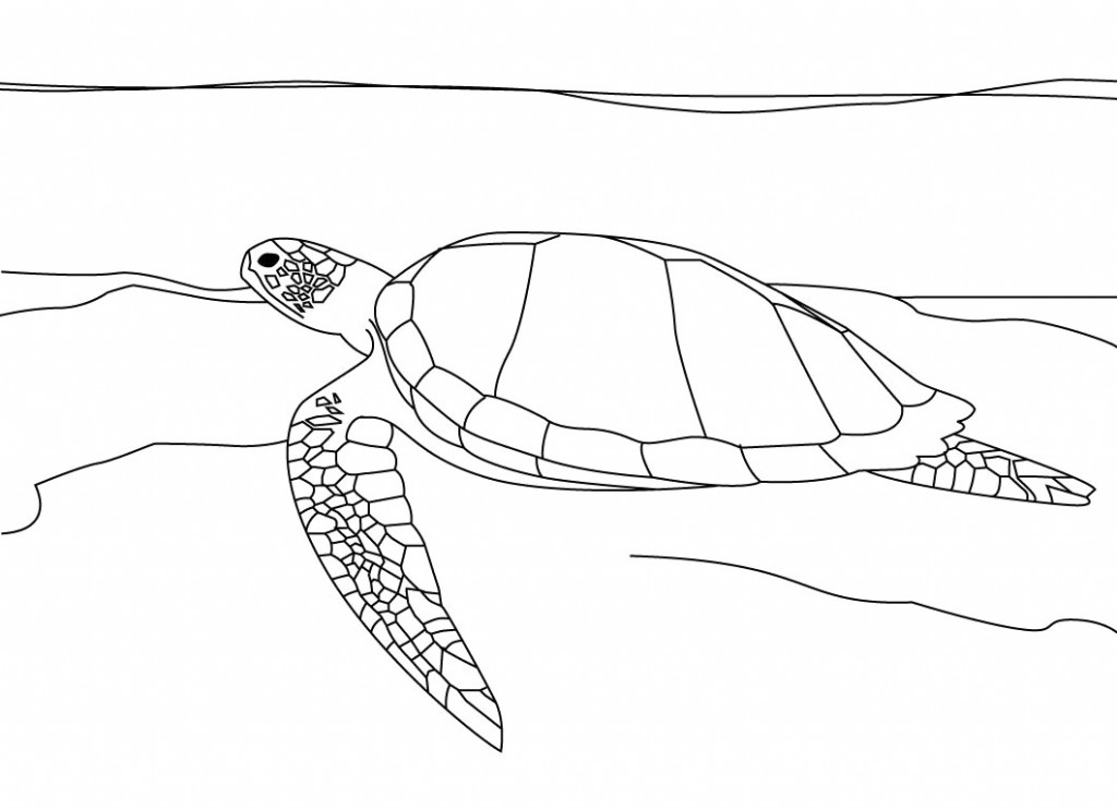 Sea Turtle Coloring Pages To Print