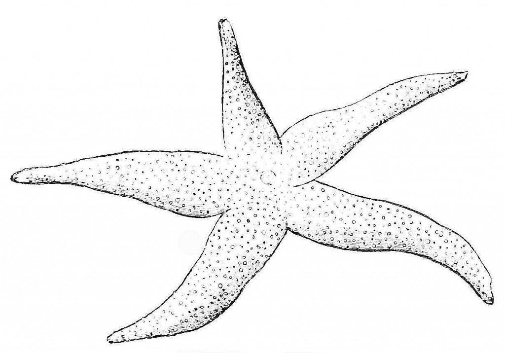 Starfish Coloring Pages For Kids