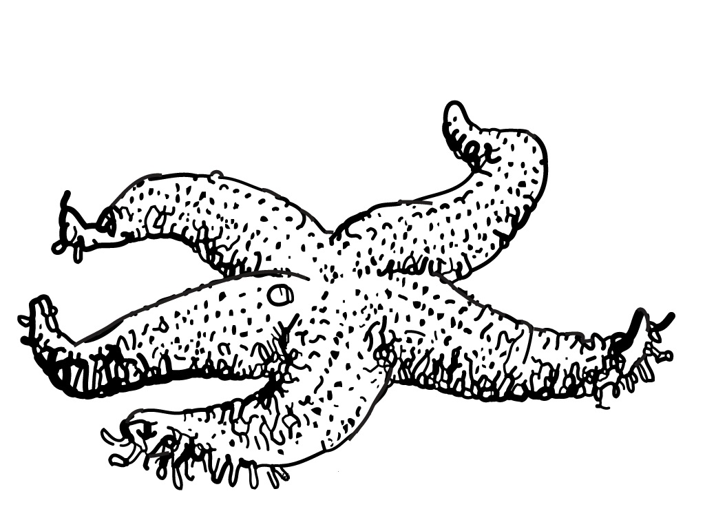 Starfish Coloring Pages To Print