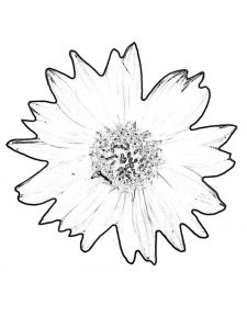free printable sunflower coloring pages for kids
