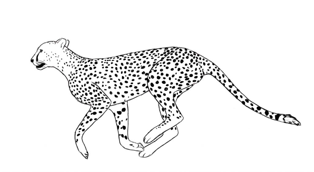Cheetah Coloring Pages Print