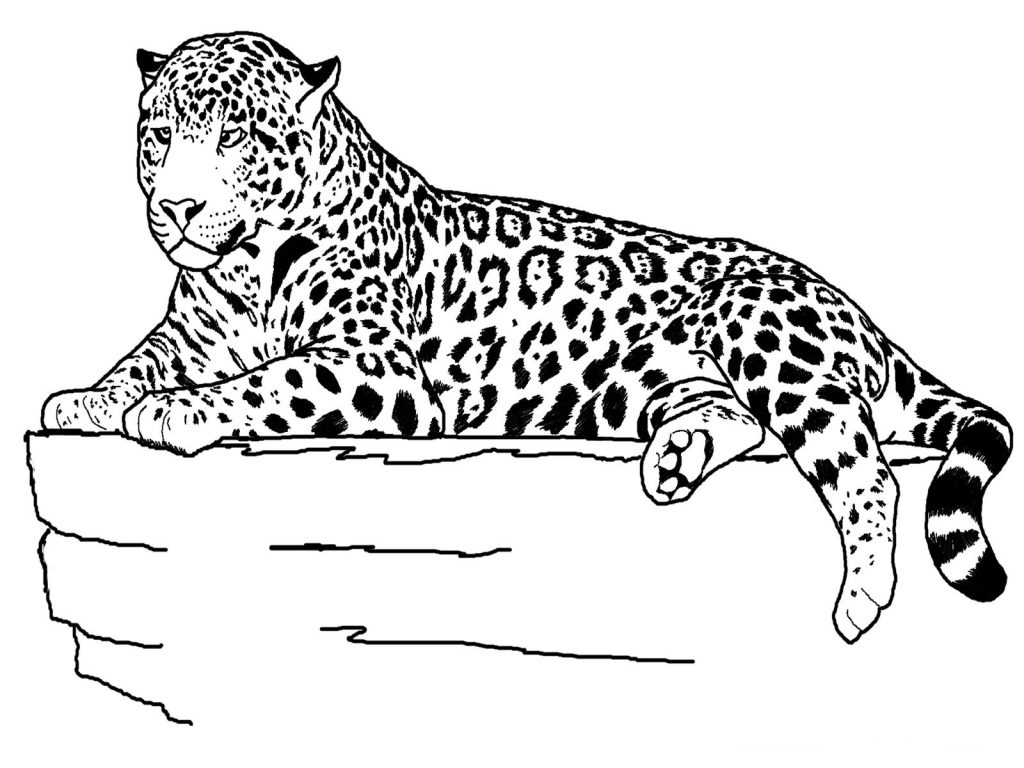 Cheetah Coloring Pages Printable