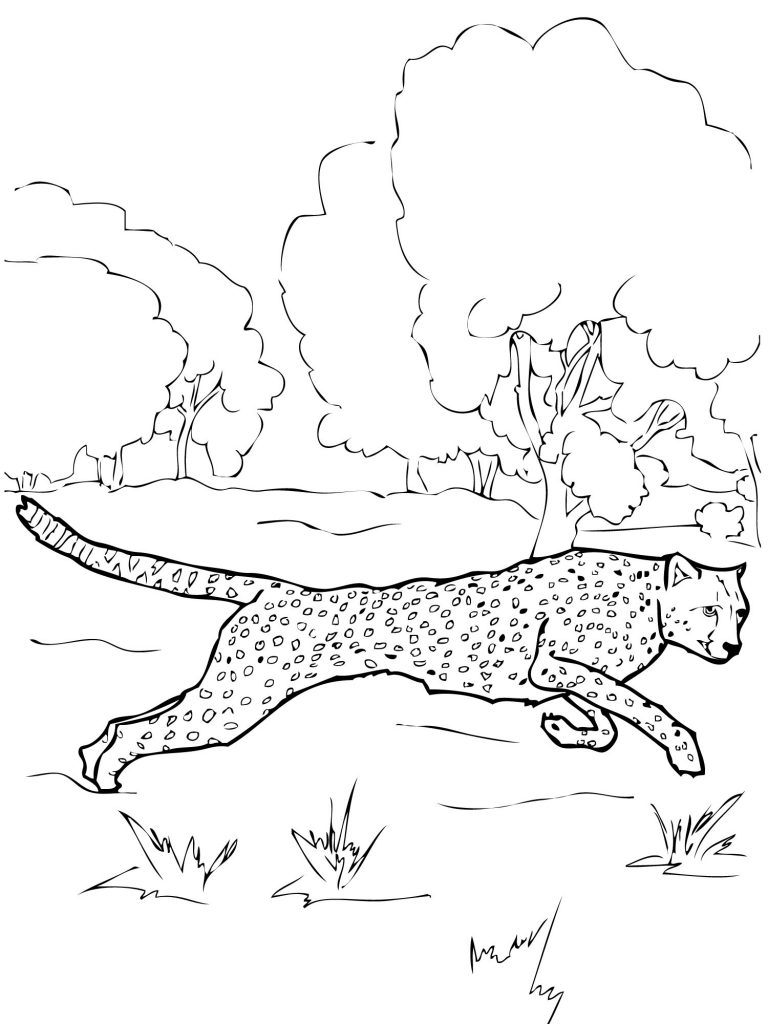 Cheetah Coloring Pages for Kids