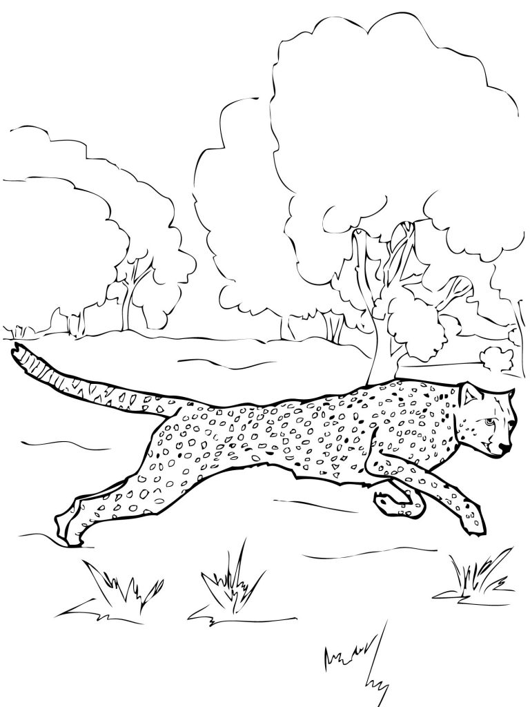 Cheetah Coloring Pages for Kids