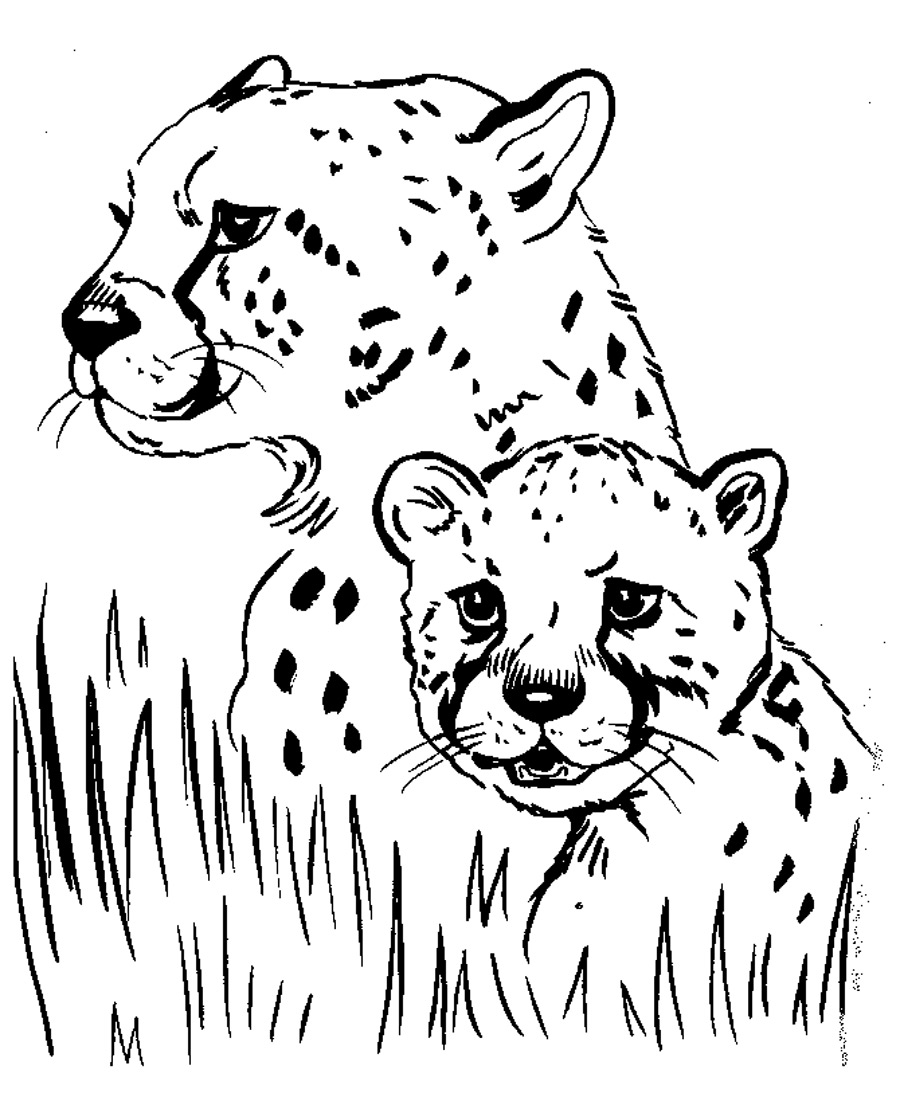 baby cheetah coloring pages to print - photo #18