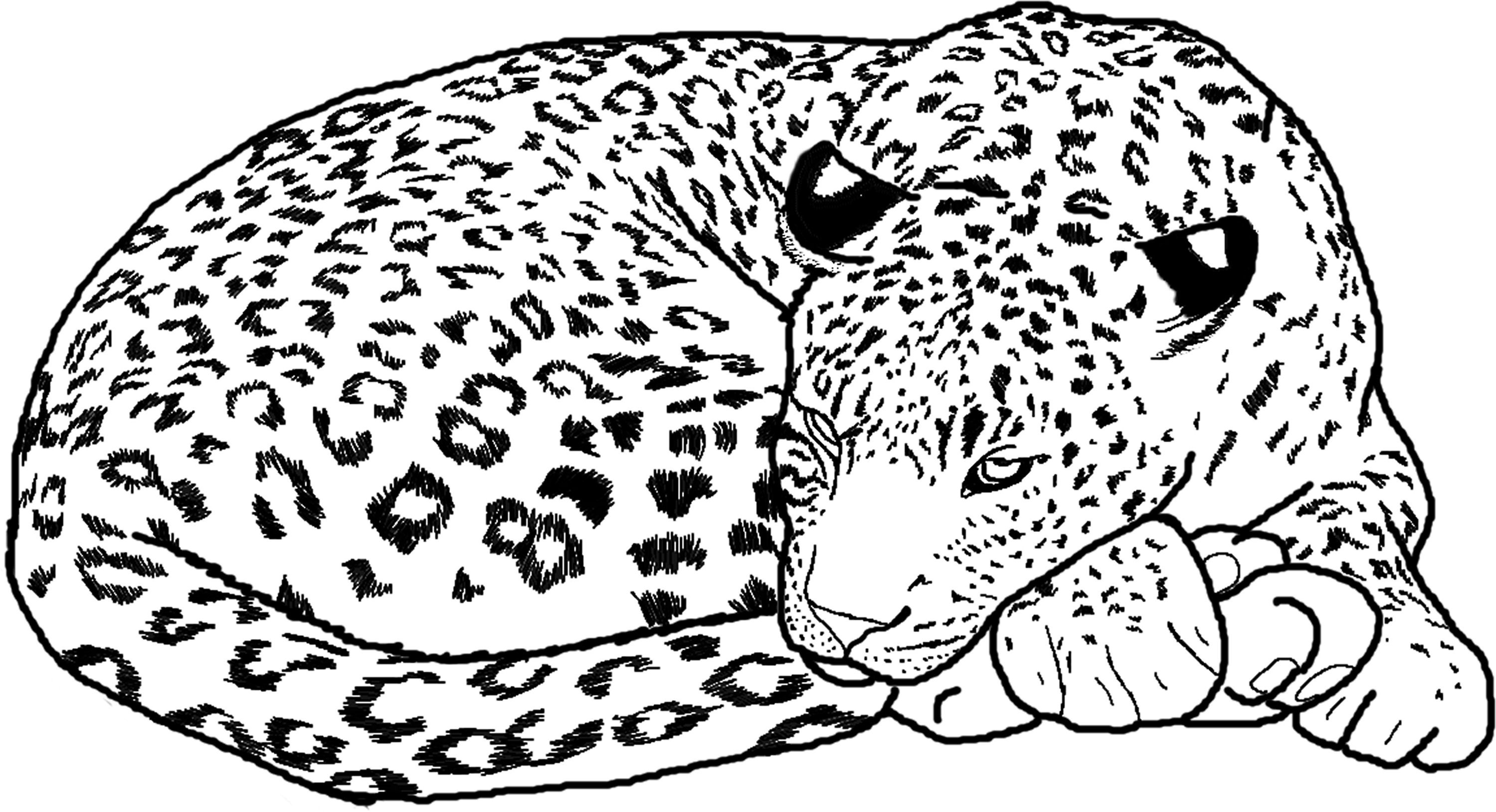 Free Printable Cheetah Coloring Pages For Kids