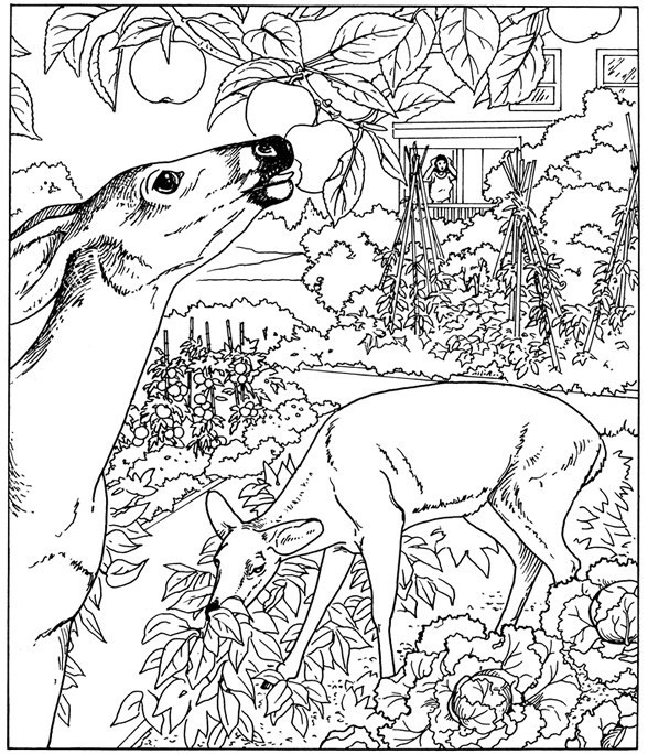 Nature Coloring Pages for Adults