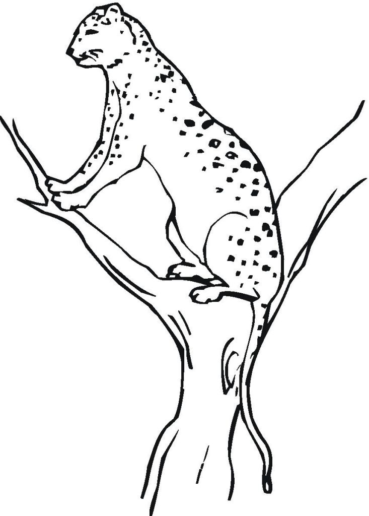 Printable Cheetah Coloring Pages