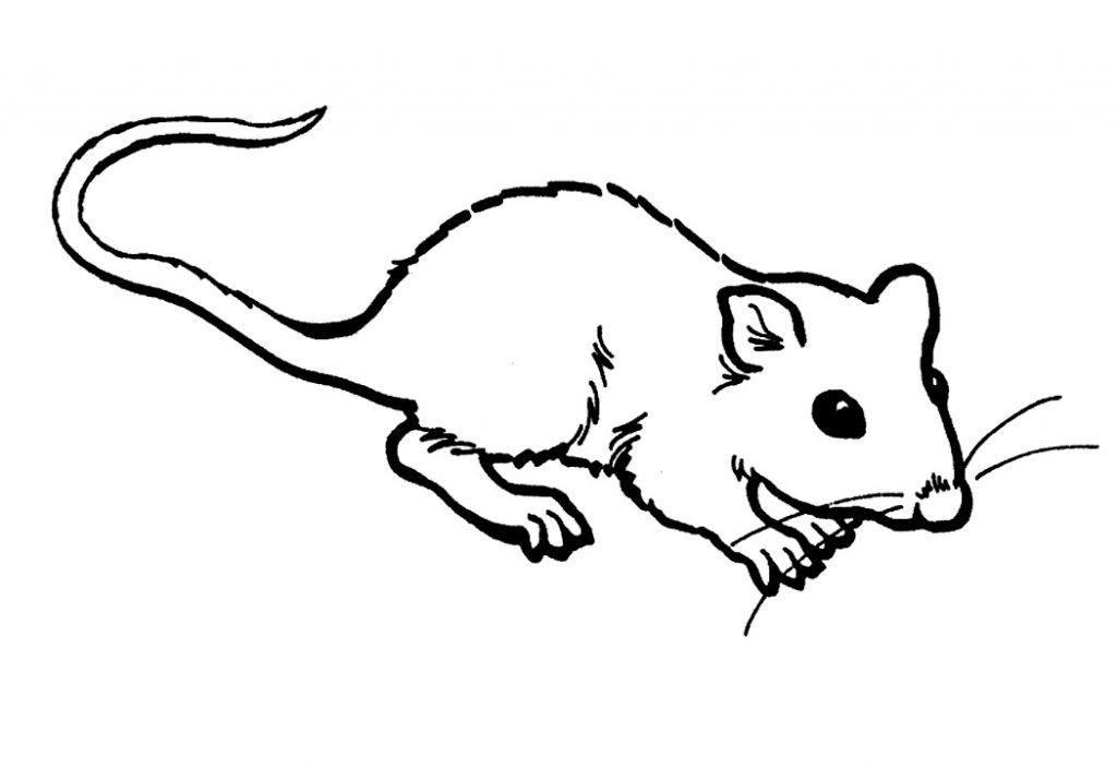 Baby Rat Coloring Pages