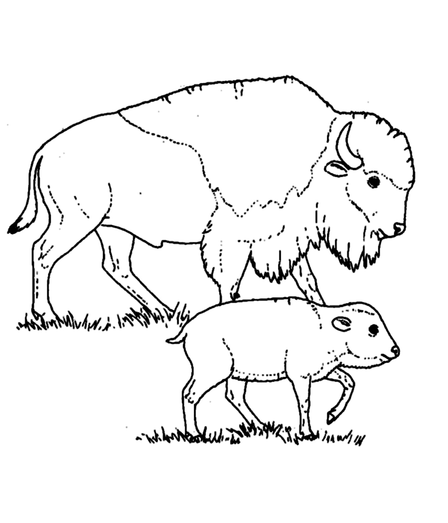 Free Printable Bison Coloring Pages For Kids