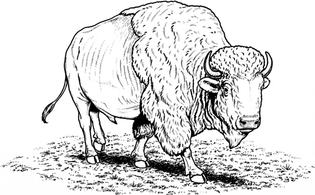 Bison Coloring Pages Images