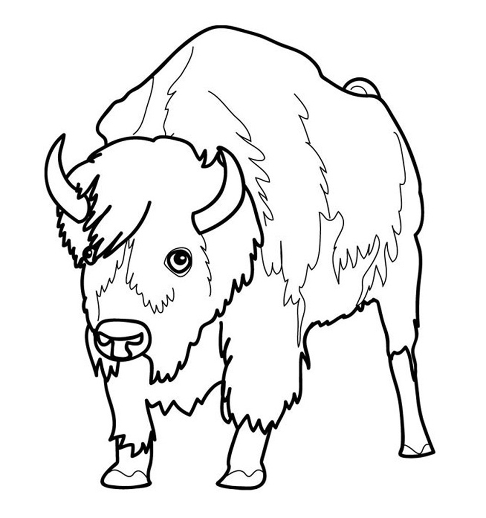 Free Printable Bison Coloring Pages For Kids