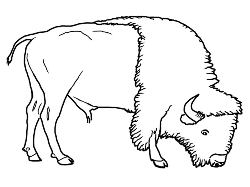 Bison Coloring Pages for Kids