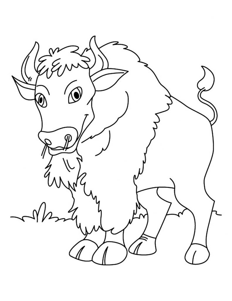 Bison Printable Coloring Pages