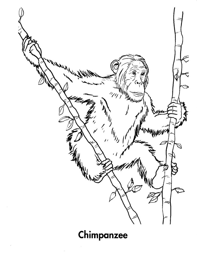 Chimpanzee Coloring Pages